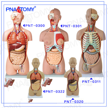 PNT-0322cc corps humain en plastique de torse modèle anatomique